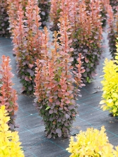 Berberys Thunberga 'Dariusz'